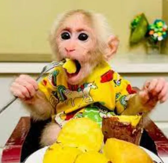 Bibi the Monkey Net Worth 2025 How Much Is the Viral Sensation Worth