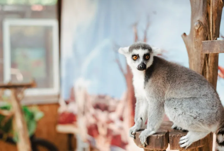 What You Need To Know About Wildlife Control Solutions