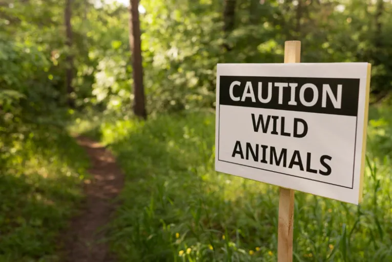 What You Need To Know About Wildlife Control Solutions